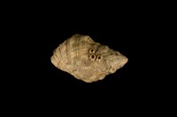 藏品(蚵岩螺)的圖片